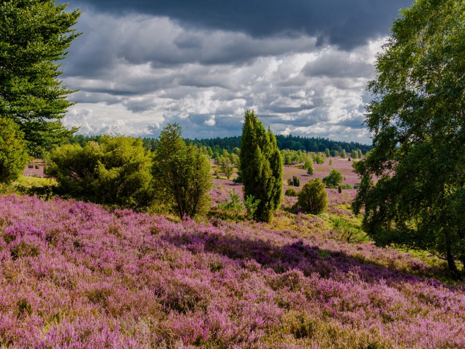 Rundflug über der Lüneburger Heide